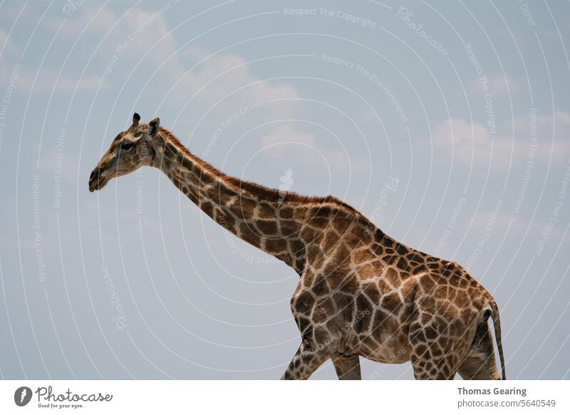 Minimalistische Giraffe Tier Safari Wildtier Wildnis Natur Afrika Farbfoto Tierporträt Freiheit Ferien & Urlaub & Reisen Fernweh Tierliebe Namibia etosha