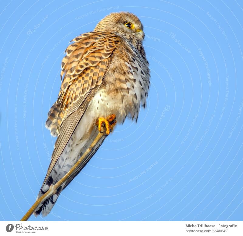 Turmfalke auf einem Ast Falco tinnunculus Falken Greifvogel Kopf Schnabel Auge Tiergesicht Flügel Gefieder Krallen Vogel Baum Schönes Wetter Natur