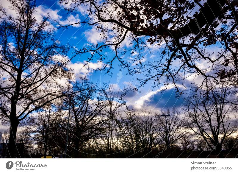 Wolken blau Himmel Blauer Himmel Natur Baum hochschauen