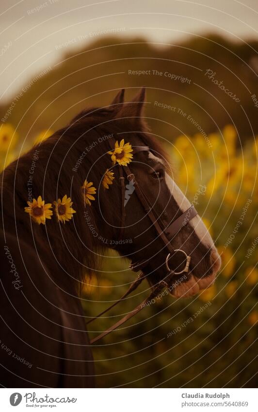 Portrait eines schwarzen Pferdes mit Blumen in der Mähne vor einem Sonnenblumenfeld Pferdekopf tinker Tinkerpony Tierporträt Rappe Blumenschmuck Nutztier Ponys