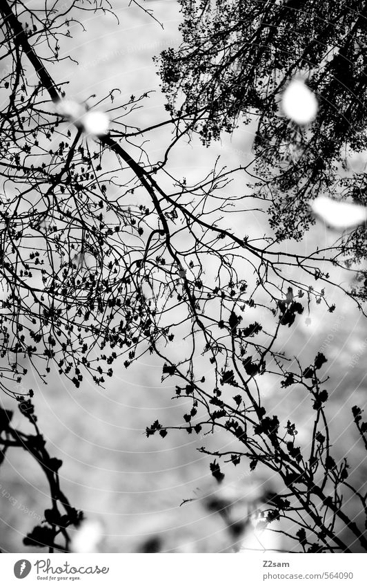 herbst Natur Landschaft Wasser Himmel Herbst Baum Sträucher Wald See dunkel kalt träumen Idylle Kitsch ruhig Surrealismus Herbstlaub Blatt