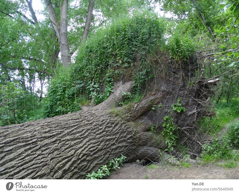 Gefallener Baum gefallen Natur Wald grün Wälder Landschaft Blätter Wurzeln im Freien natürlich Reserve Park