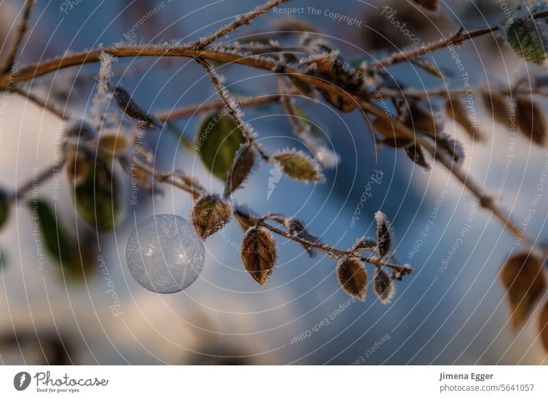 gefrorene Seifenblase an einem Zweig Frost Winter Kälte Eis frostig Außenaufnahme Winterstimmung kalt frieren Raureif Eiskristall Wetter winterlich Eiskristalle