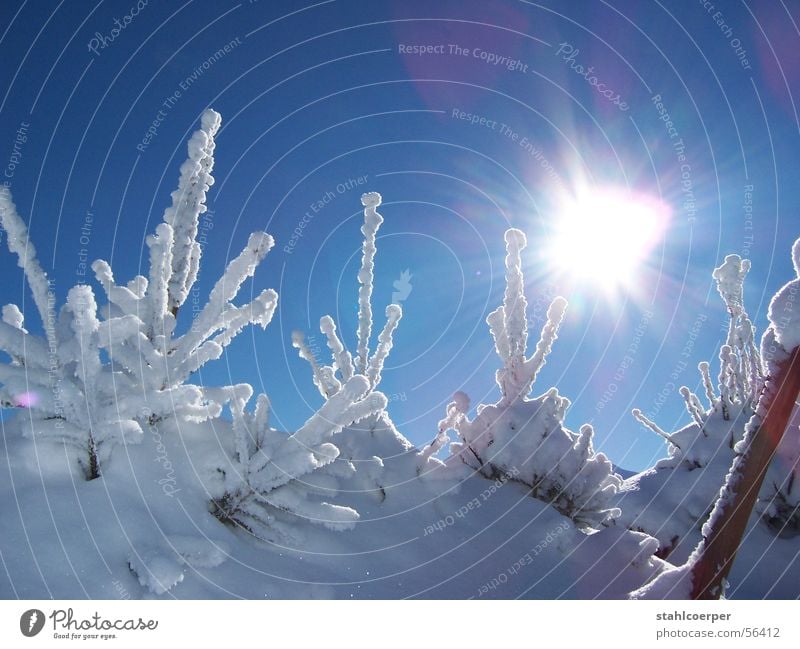 Strahlender Tannenbaum Winter Gegenlicht Neuschnee Schnee Sonne blendent Blauer Himmel Eis