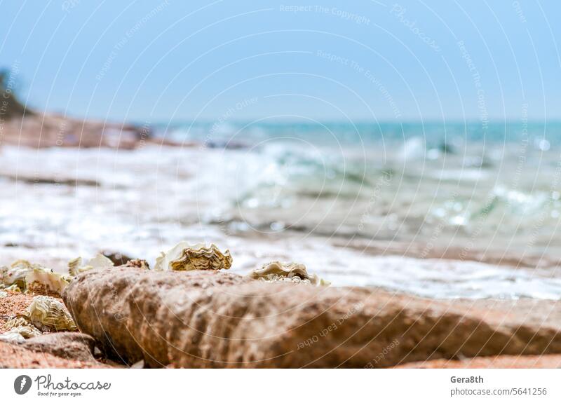 Muscheln im Sand am Strand vor dem Hintergrund des Meeres Großaufnahme blau hell schließen Nahaufnahme Küste Küstenlinie Farbe Tag detailliert Feiertag
