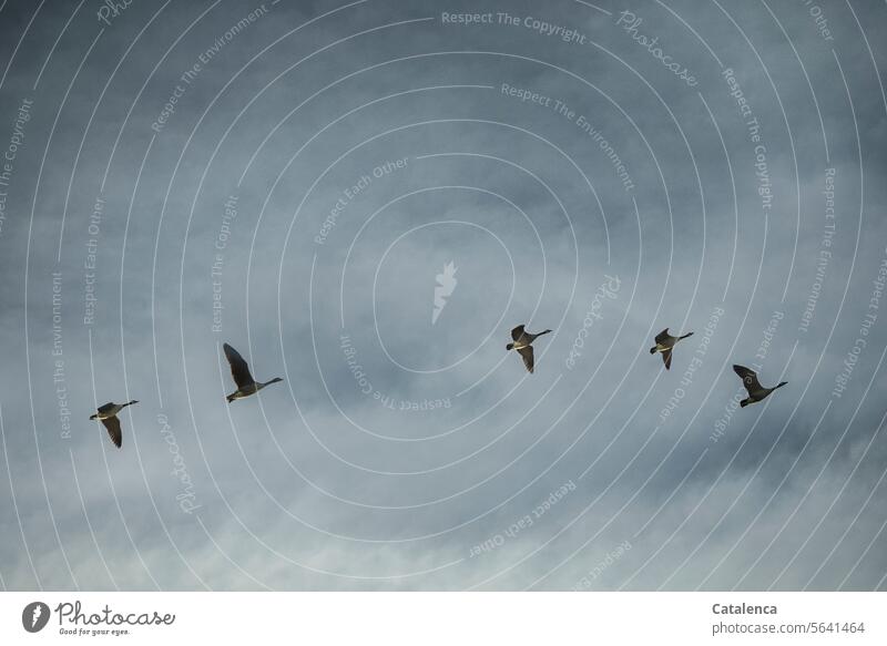 Gänse ziehen am grauen Himmel vorbei Natur Faua Tier Vög Entenvögel Kanadagans Brandts canadiensis Zugvögel fliegen Wolken Winter Tag Tageslicht Grau