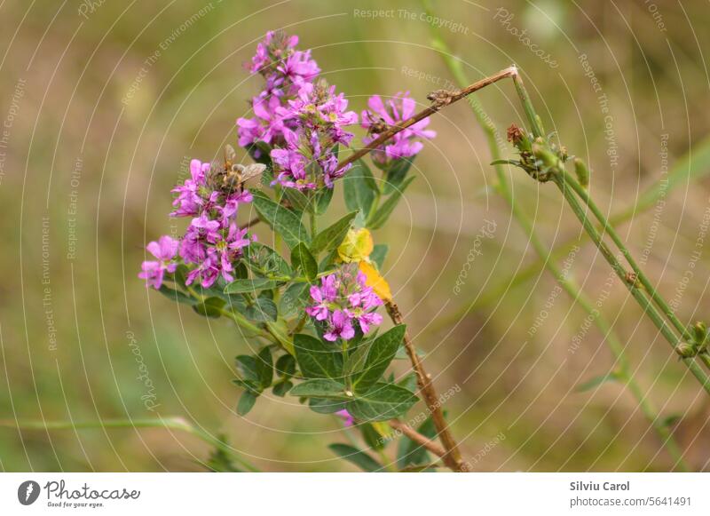 Nahaufnahme von Blumen des Blutweiderichs mit grünen, unscharfen Pflanzen im Hintergrund Gras purpur Blatt geblümt Flora violett bunt Wildblume Natur wild