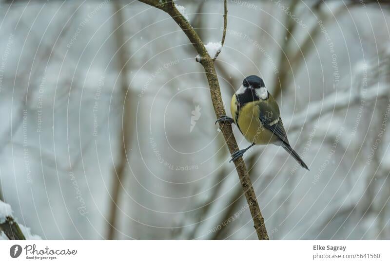 Vogelfotografie -  Blick in die Kamera  Kohlmeise vor unscharfem Hintergrund #Vogel Natur Außenaufnahme Tier Vögel Farbfoto Tag Wildtier Meisen Garten