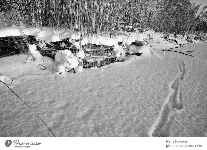 Schichten von Eis. Wanderung über das Flussufer. Schnee Winter Wasser fallend Niveau kalt Wetter Röhricht Bank Ufer Küste gefährlich Fußspuren Tier Kaninchen
