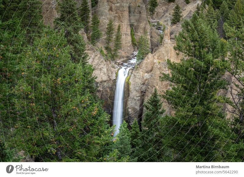 Der Tower Fall im Yellowstone National Park, Wyoming USA Wasserfall yellowstone Turmsturz Nationalpark Bäume felsiges Flussbett fallen Nadelbäume amerika