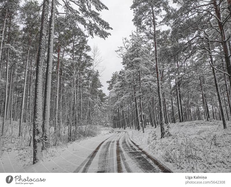 Winterlandschaft im Wald Winterwald gefroren Schnee Landschaft Natur im Freien Baum Pflanze Umwelt pinaceae Frost Wintertag Winterstimmung Jahreszeiten kalt