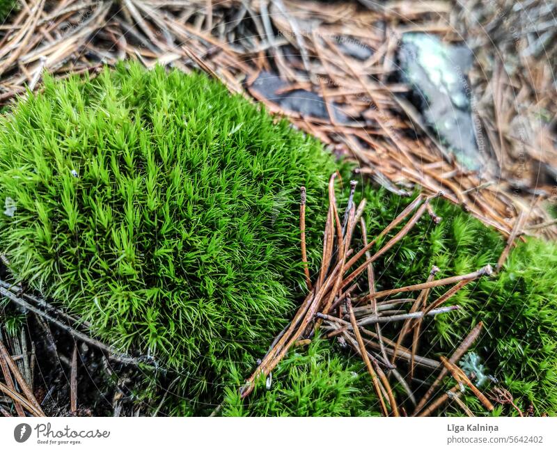 Grünes Moos Natur Wald Moosteppich moosbedeckt Landschaft Tag Waldboden Menschenleer Pflanze Farbfoto grün Umwelt Außenaufnahme Hintergrund Hintergrundbild