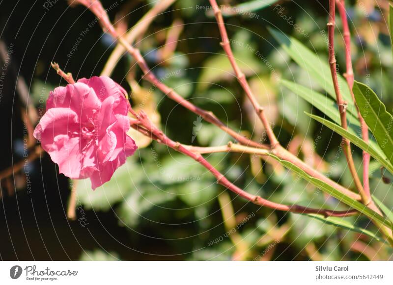Nahaufnahme einer Oleanderblüte mit unscharfen Pflanzen im Hintergrund Blume rosa Sommer Natur rot Blüte Botanik schön Blütezeit Garten Roséwein Blatt nerium
