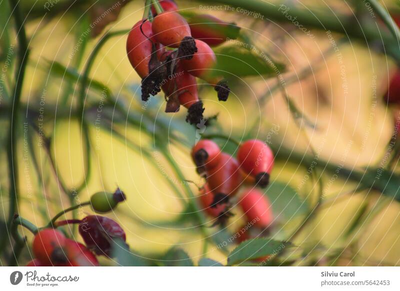 Nahaufnahme von roten Hundsrosenfrüchten auf Zweigen mit selektivem Fokus auf den Vordergrund. ROsehip Blatt Hagebutte grün Buchse Roséwein Frucht Hintergrund