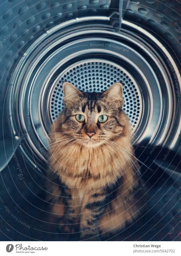 Eine Main Coon Katze die im Trockner sitzt Main coon Main-Coon gato cat in Space Tier animal Farbfoto Schnurrhaar Haustier Hauskatze dryer Säugetier Fell mietzi