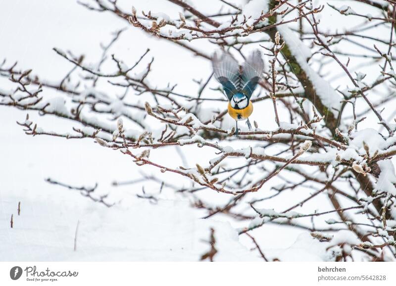 die leichtigkeit des seins Magnolie Äste und Zweige winterlich Umwelt Blaumeise Singvögel klein Winterzeit Winterstille Wintertag Winterstimmung traumhaft kalt