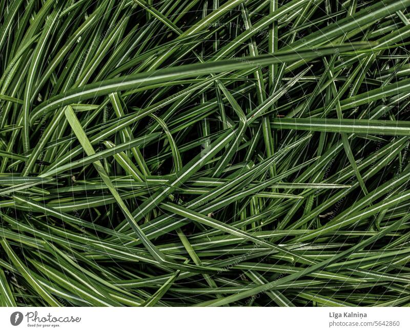 Natur Hintergrund von grünem Gras Hintergrund grün grüner Hintergrund natürlicher Hintergrund Muster Umwelt Blattgrün Farne Detailaufnahme Außenaufnahme Wald