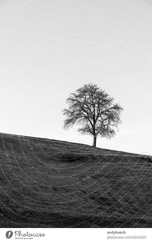 Ein Baum am Hang eines Hügels in schwarz-weiß allein unverhüllt schön Schönheit schwarz auf weiß Ast bw Textfreiraum Land Landschaft Entfernung Umwelt Europa