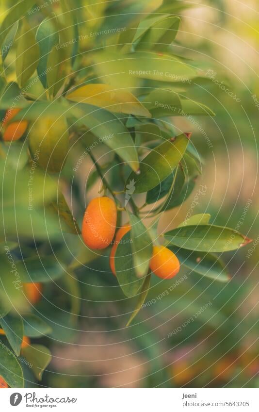 Ein Hauch vom Sommer Zitrusfrüchte Zitrone Baum Strauch Kumquat Frucht orange Gesundheit Vitamin Ernährung reif organisch frisch Lebensmittel saftig fruchtig
