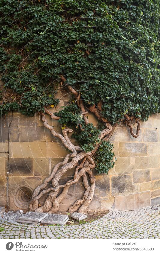 Ein alter Efeu mit knorrigem Stamm windet sich an einer Steinmauer. Baum Sommer Außenaufnahme Farbfoto Menschenleer Licht Tag Baumstamm Grünpflanze Mauer grün