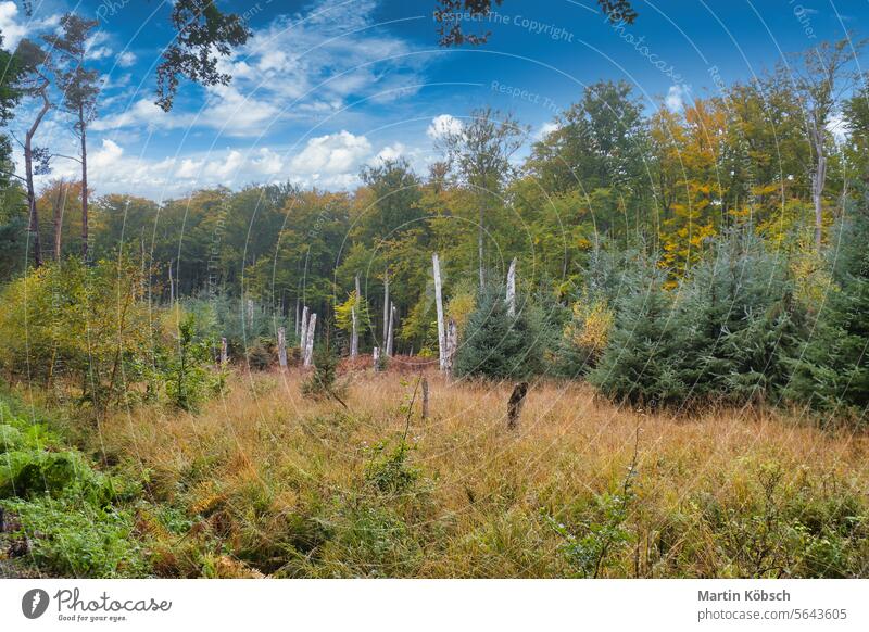 Blick auf eine Lichtung vor einem Laubwald. Foto aus einem Naturpark Wald Laubwerk Gras Blätter Landschaft Buchsbaum horizontal Sonnenlicht grün Baum Pflanze