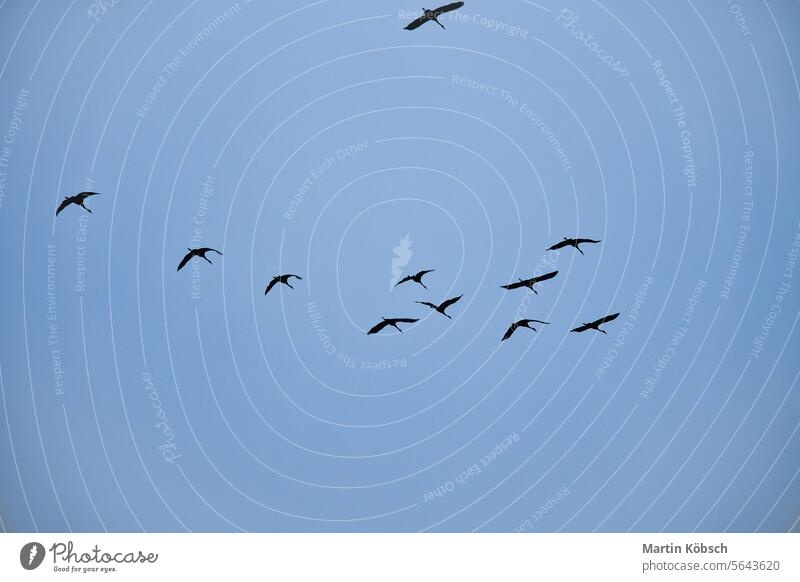 Kranichgruppe am Himmel in V-Formation. Zugvögel auf ihrer Rückreise Zugvogel Zingst Natur Wildnis Ostsee Fliege Vogel beobachten Herbst Sonne Cloud Süden