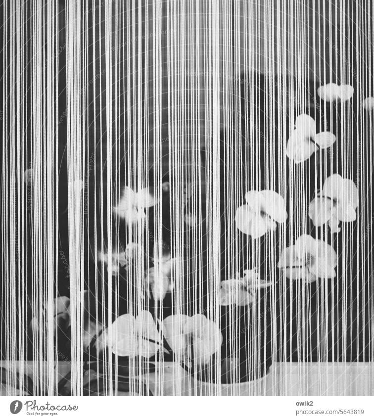 Geradlinig Fenster Vorhang Gardine Jalousie Fensterbrett Kunstblume Blumenvase ruhig geduldig Schwarzweißfoto Innenaufnahme Detailaufnahme Menschenleer