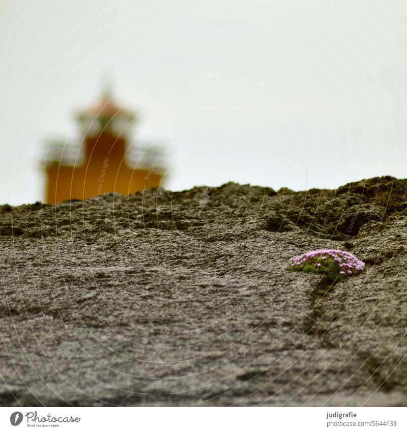 Island Leuchtturm maritim Turm Navigation Schifffahrt Meer Felsen Felsenküste Küste Pflanze karg Natur Ferien & Urlaub & Reisen Schwache Tiefenschärfe