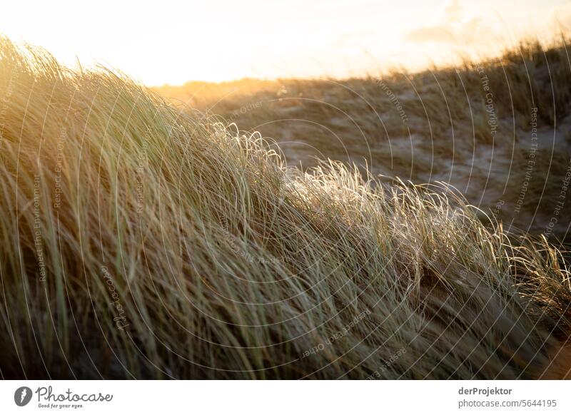 Sonnenaufgang in den Dünen in Dänemark II relaxation erholen & entspannen" Erholungsgebiet baden Freiheit Urlaub Urlaubsstimmung Außenaufnahme Meer Farbfoto