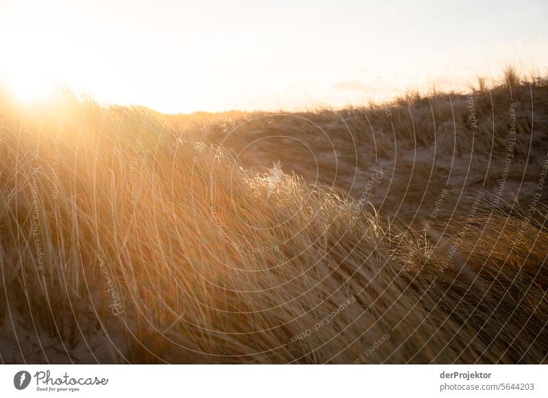 Sonnenaufgang in den Dünen in Dänemark relaxation erholen & entspannen" Erholungsgebiet baden Freiheit Urlaub Urlaubsstimmung Außenaufnahme Meer Farbfoto