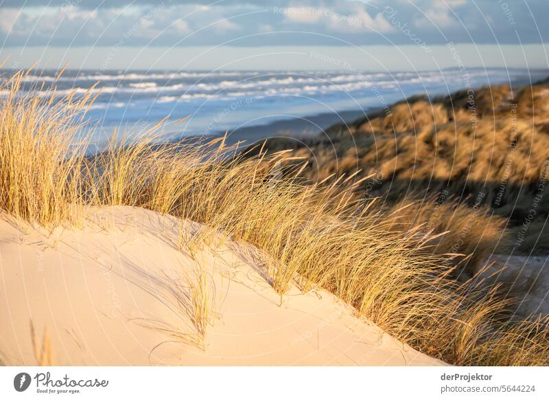 Sonnenaufgang in den Dünen in Dänemark VI relaxation erholen & entspannen" Erholungsgebiet baden Freiheit Urlaub Urlaubsstimmung Außenaufnahme Meer Farbfoto