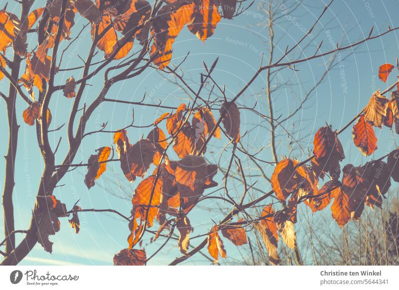 Die letzten vertrockneten Blätter der Buche leuchten in der Sonne Herbstfärbung bunte Blätter Herbstlaub Vergänglichkeit Natur herbstlich Blatt orange