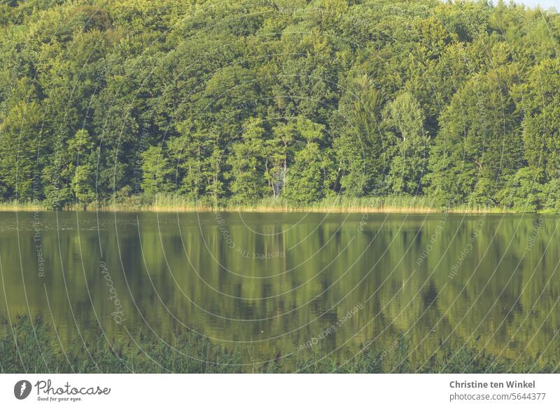 still ruht der See Seeufer Bäume Wasser Natur Landschaft ruhig Wasseroberfläche Reflexion & Spiegelung Idylle friedlich Ruhe Wasserspiegelung Wald Erholung grün