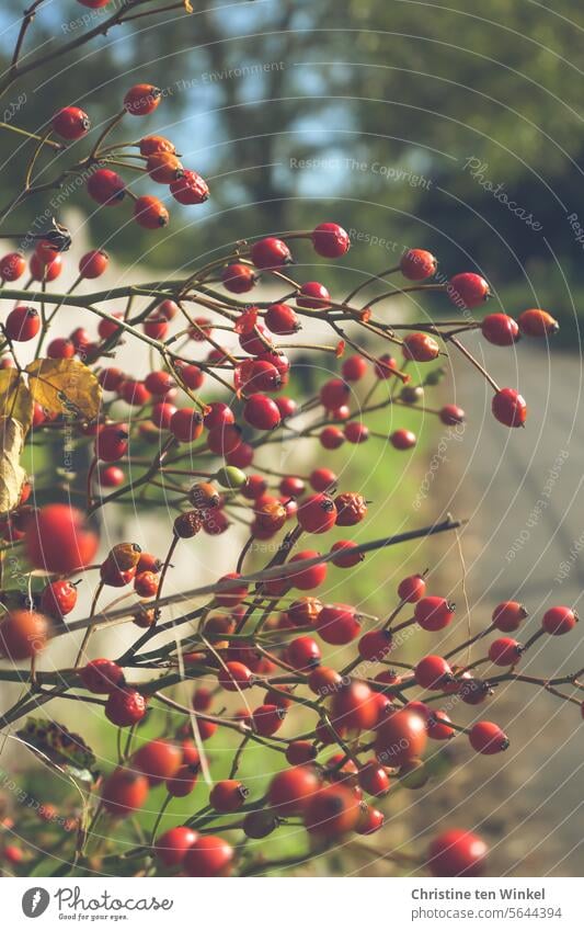 rote Hagebutten an einem schönen Tag im Herbst Frucht Pflanze Rosenstrauch Strauchrose Spazierweg draußen Unschärfe Rosengewächse Früchte Sammelnussfrüchte