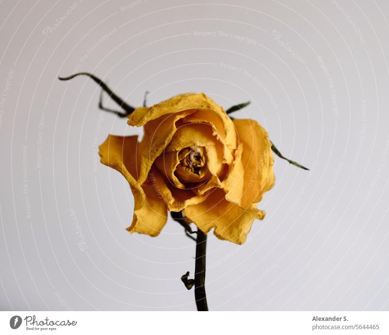 Welke gelbe Rose vor weißer Wand Blume Blüte Pflanze welkend welkende Blüte Vergänglichkeit verblüht welke Rose Stillleben Vanitas Vanitas-Motiv Freundschaft