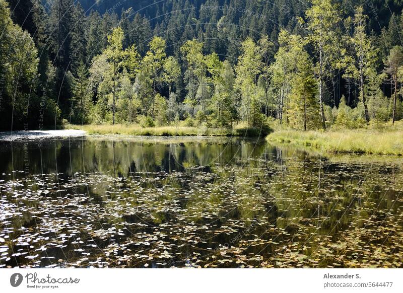 See im Wald mit Spiegelungen im Wasser Waldsee Ellbachsee Schwarzwald Bäume Baiersbronn Reflexion & Spiegelung Naturerlebnis Naturtourismus Wasserspiegelungen