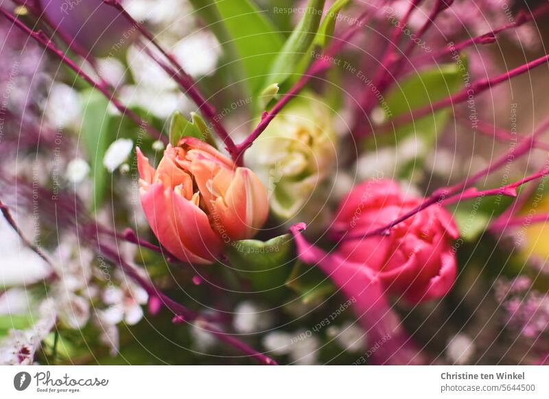 Blumenstrauß mit Tulpen Frühling blühen blühend schön hübsch Valentinstag Ostern Muttertag Liebe Geburtstag Schnittblumen romantische Blumen Tageslicht Freude