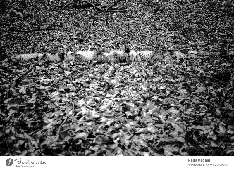 Birke quer analog Analogfoto sw schwarzweiß Schwarzweißfoto Natur Wald Baum Laub horizontal liegend umgefallen Stamm Außenaufnahme Flora Linie