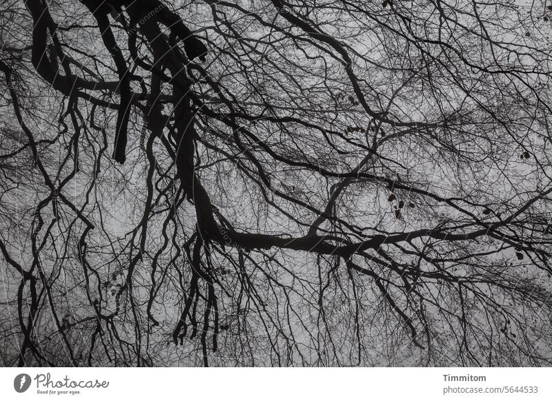 Irgendwie eng Baum Äste Äste und Zweige kahl Herbst Winter Natur Himmel Außenaufnahme Menschenleer Schwarzweißfoto