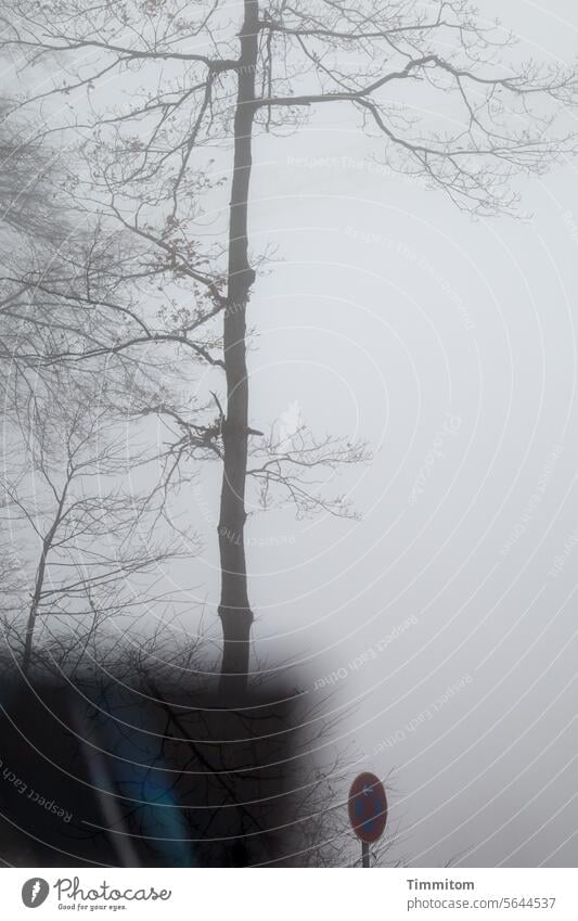 Baum im Nebel mit Halteverbot und Prismaeffekt hoch Äste Äste und Zweige kahl Herbst Winter Gebüsch Schilder & Markierungen Menschenleer Reflexion & Spiegelung