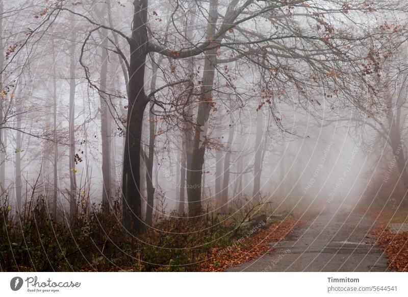 Ein angenehmer Nebeltag im Herbstwald Wald Laubwald Natur Menschenleer Baumstämme kahl Weg herbstlich Jahreszeiten Ruhe Spaziergang Erholung