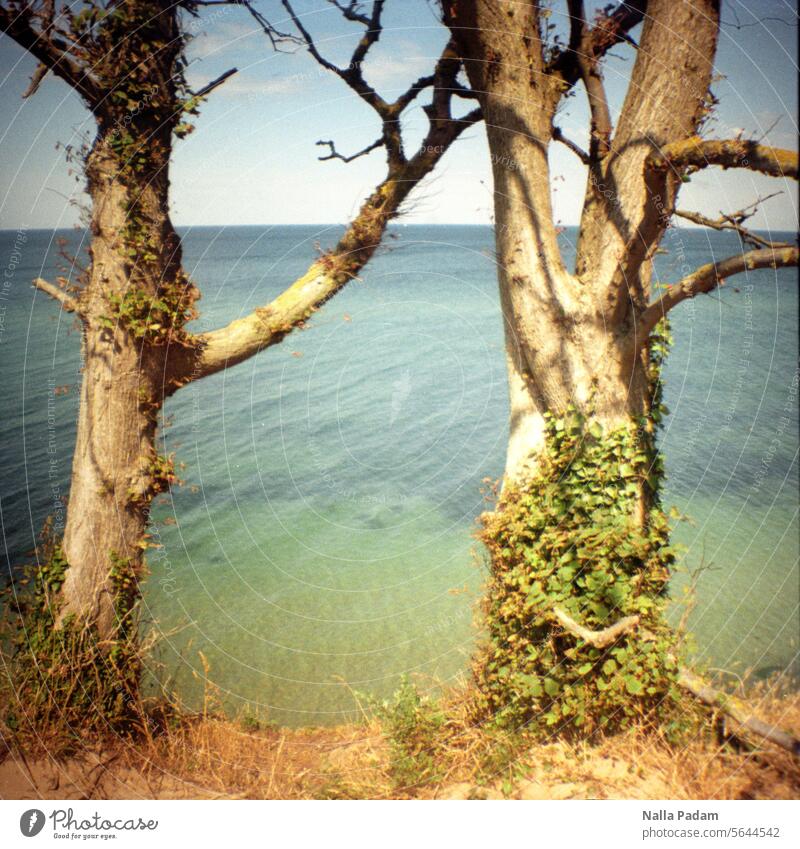 Zwei Bäume und die Ostsee analog Analogfoto Farbe Farbfoto Baum Flora Wasser Meer Natur Außenaufnahme Duo zwei