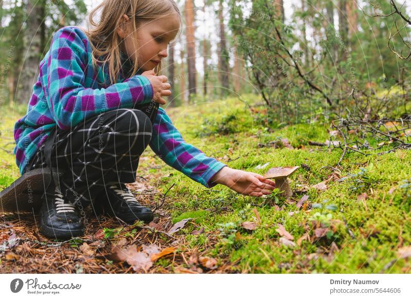 Kind fand Penny Brötchen Pilz in einem Wald Steinpilz edulis Steinpilze Camping Verschlussdeckel Maronenröhrling Kindheit abholen Neugier gefährlich lecker