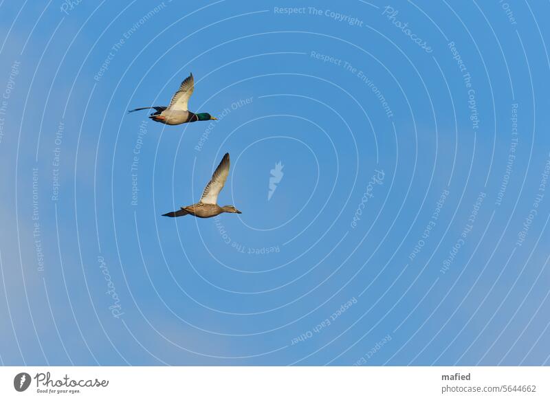 Stockentenpaar fliegt über dem Naturschutzgebiet Reesholm an der Schlei Vögel Flug Himmel fliegen Außenaufnahme Wildvogel Gefieder Spannweite Vogelflug weiß