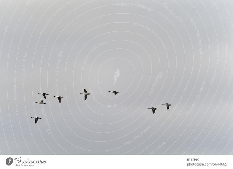 Zwergsäger im Naturschutzgebiet Reesholm an der Schlei Vögel Flug Himmel grau fliegen Außenaufnahme Wildvogel Gefieder Spannweite Vogelflug schwarz weiß