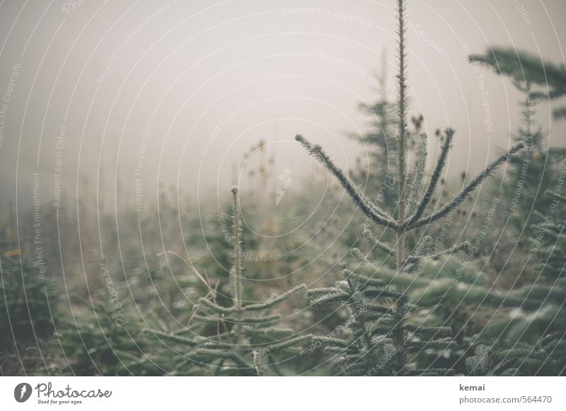 Kalte Weihnachtsbäume // Ready to be geschmückt. Umwelt Natur Pflanze Winter schlechtes Wetter Nebel Eis Frost Baum Weihnachtsbaum Tanne Fichte Nadelbaum kalt