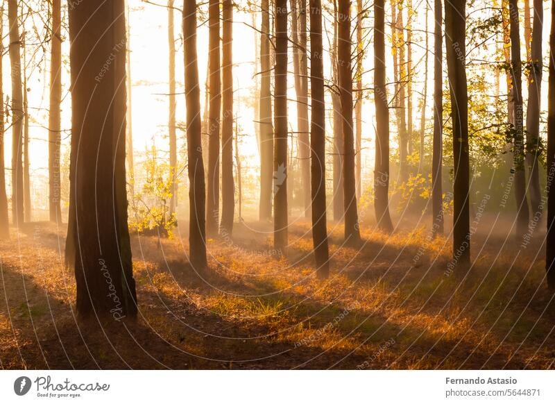 Wald. Massive Landschaft mit Fichtenwald. Die Sonne scheint durch die Bäume, der Boden ist mit Moos und Farn bedeckt, Bergkette. Fluss. Luftaufnahme. 21. März. 2024. Internationaler Tag des Waldes.