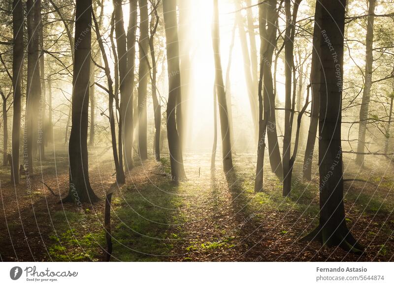 Wald. Massive Landschaft mit Fichtenwald. Die Sonne scheint durch die Bäume, der Boden ist mit Moos und Farn bedeckt, Bergkette. Fluss. Luftaufnahme. 21. März. 2024. Internationaler Tag des Waldes.