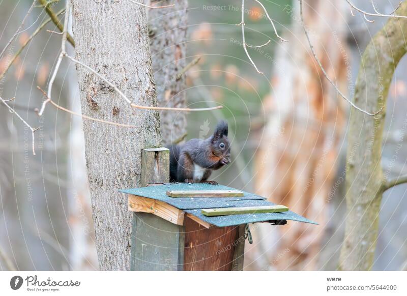 Ein europäisches Eichhörnchen sitzt auf einem Futterhäuschen im Wald und frisst Nahrung Tier Sciurus vulgaris Tier-Thema Tier in freier Wildbahn kuschlig