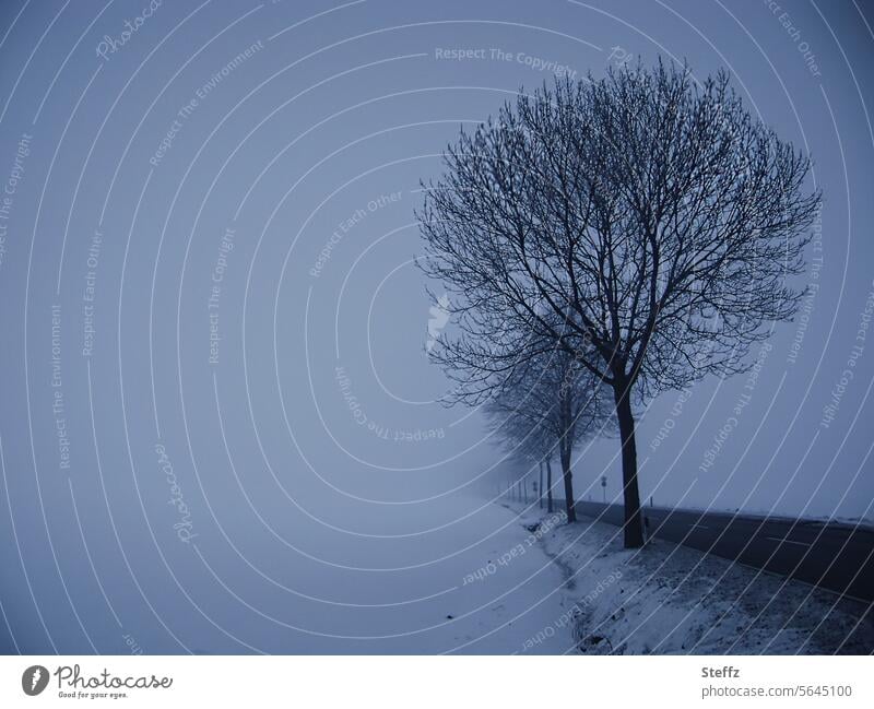 Blaue Stunde am düsteren Wintertag Nebel Schnee dunkler Wintertag neblig Nebelschleier verschneit nebelig kalt verträumt Winterweg Weg Kälte Winterkälte
